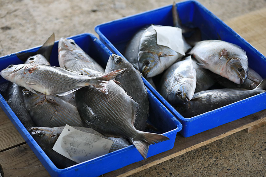 久米島の競り市見学ツアー