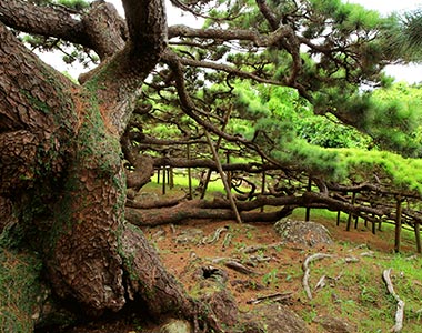 Goeda no Matsu Bonsai Tree