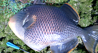 久米島で海釣り